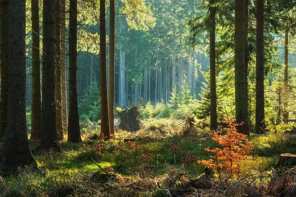 a thick forest