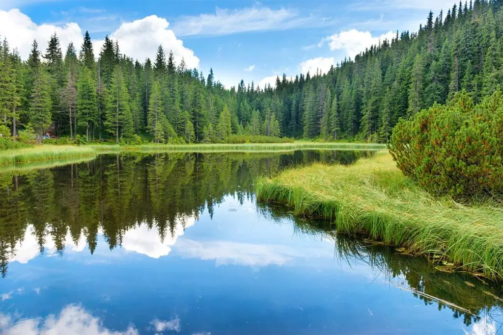 a river running through a pine forest