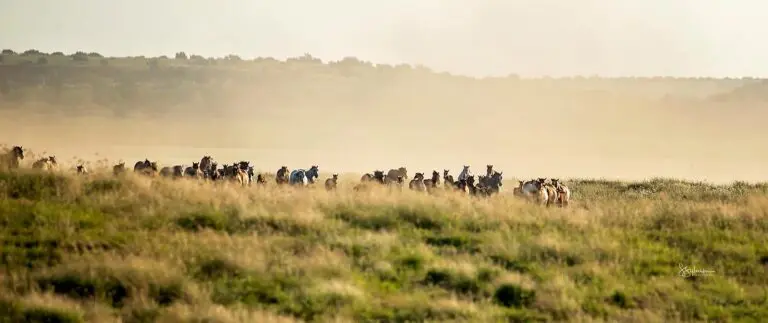 horses on range