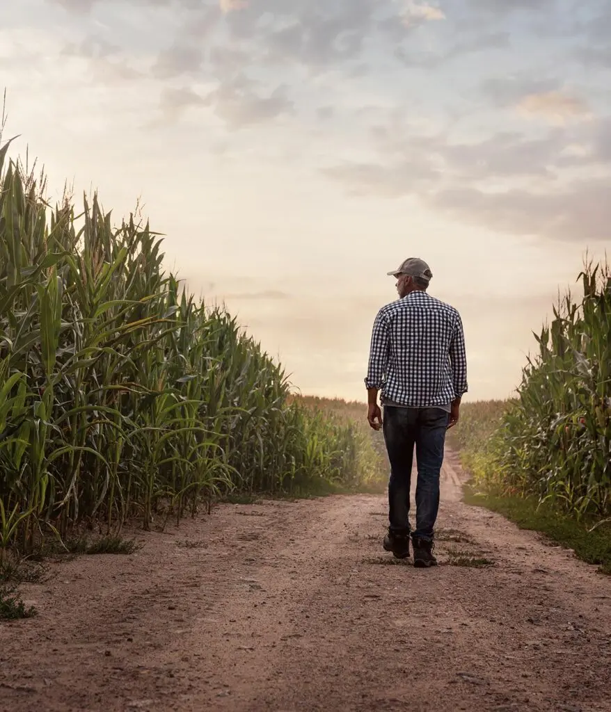 farmer walking through rows of corn