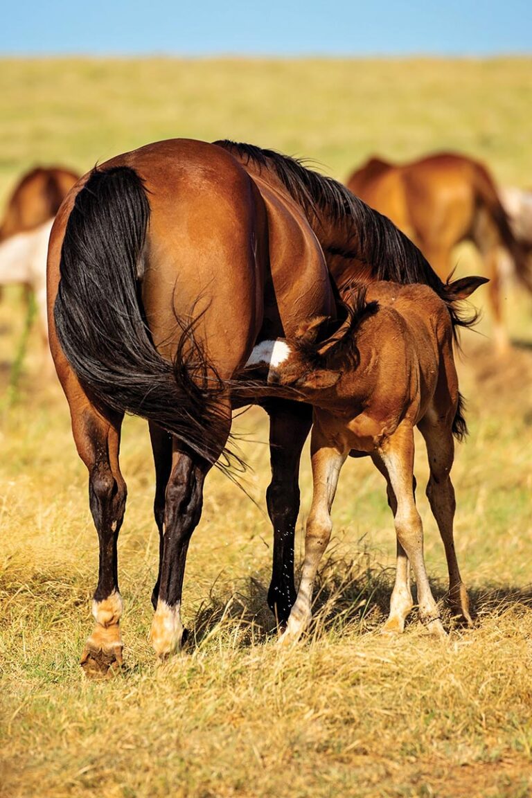 Horse and Equestrian Ranches for Sale UC Ranch Properties