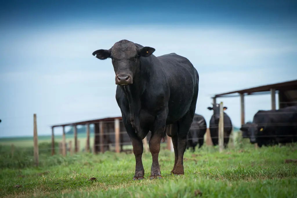 Brangus cattle