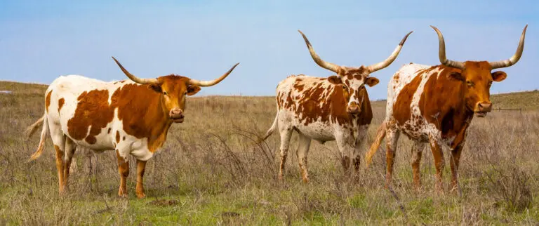 cattle in field