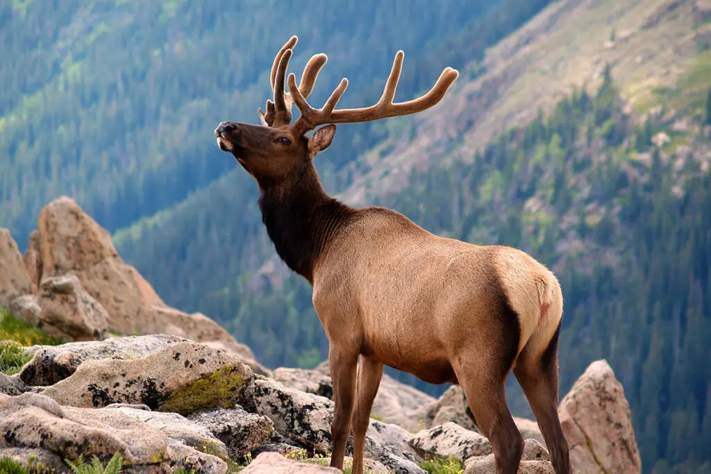 an elk on a mountain