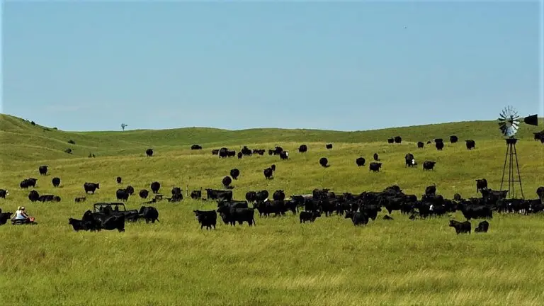 Nebraska Sandhills Cattle Ranch For Sale in Stapleton