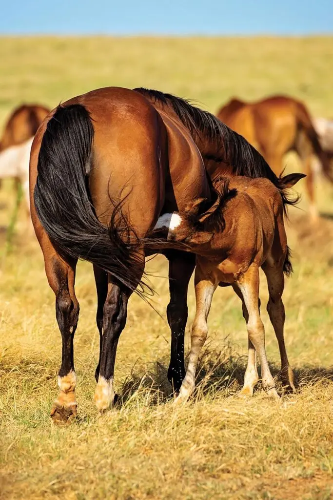 6666 Ranch Fawn