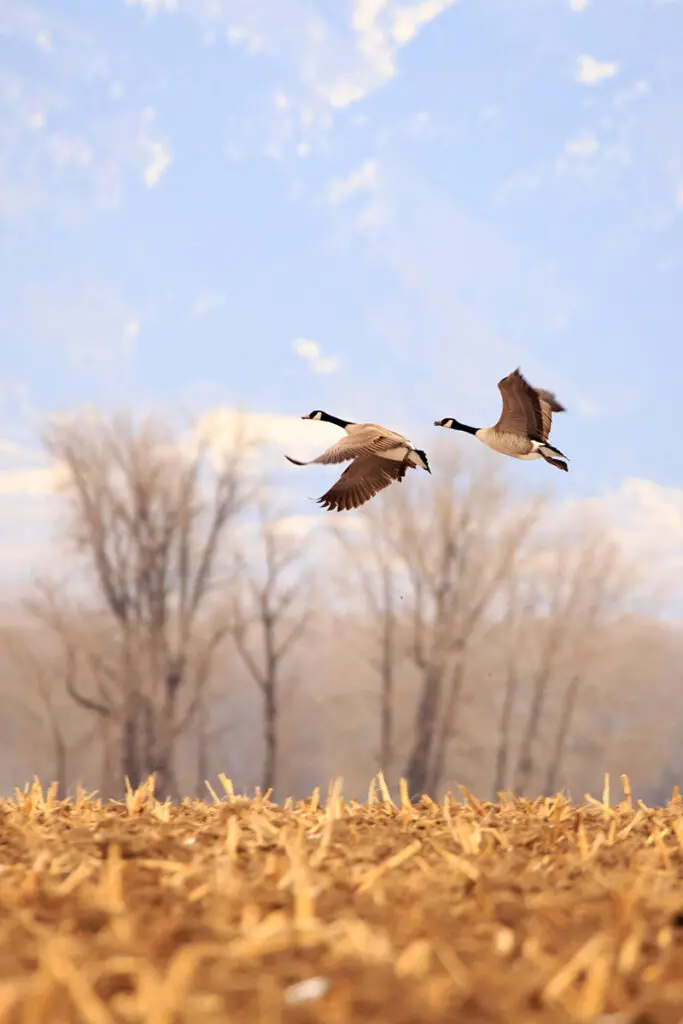 Geese taking off