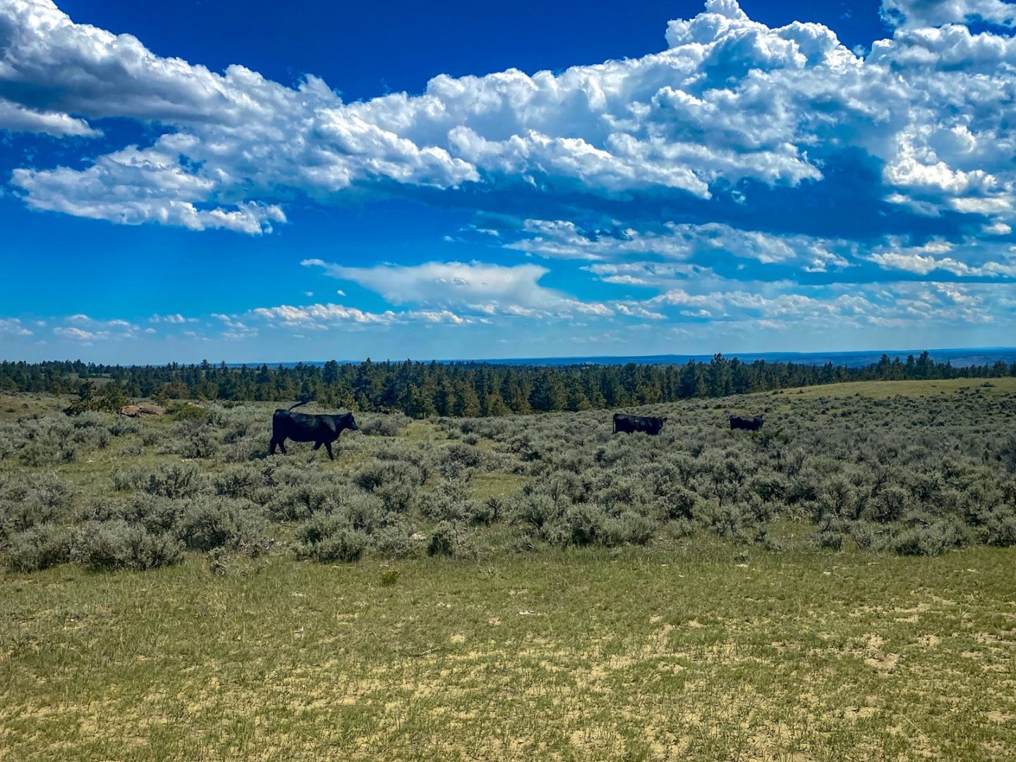Serene 62,000Acre Schwenke Ranch in Phillips County, MT UCRP