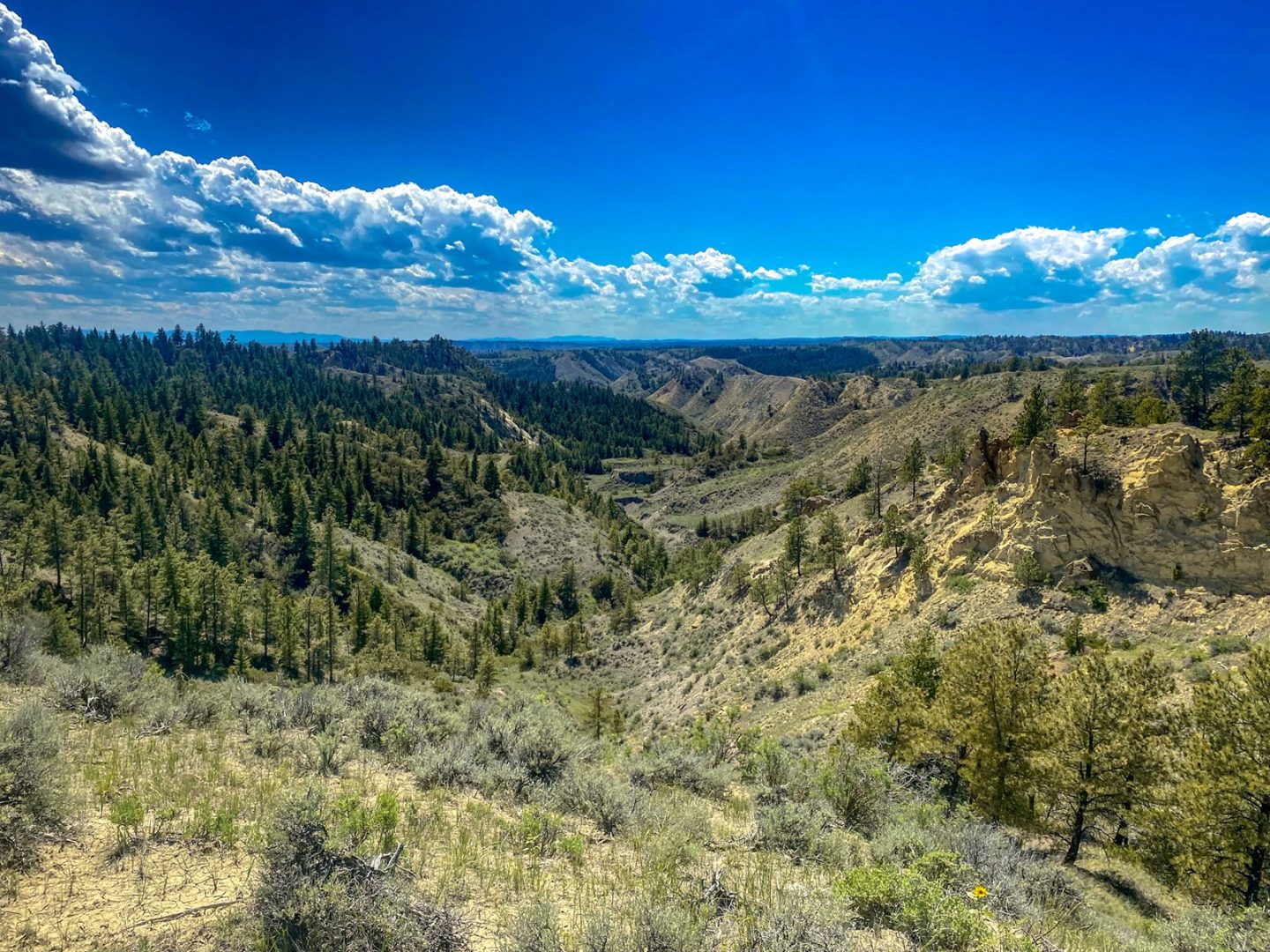 Serene 62,000Acre Schwenke Ranch in Phillips County, MT UCRP