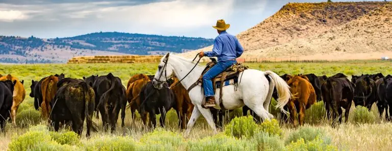 Ranching in Oregon