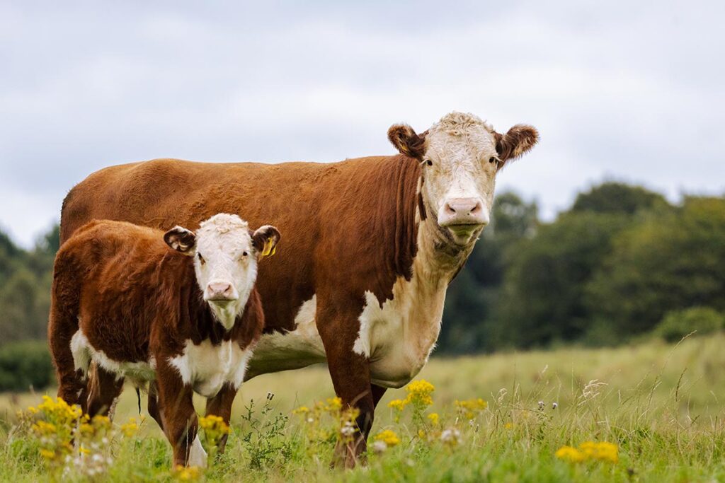 Abereden Angus Cattle: America's Most Popular Breed