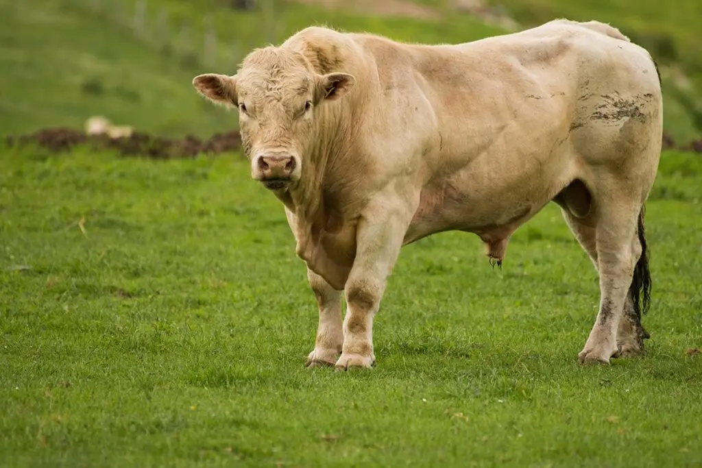 The Charolais