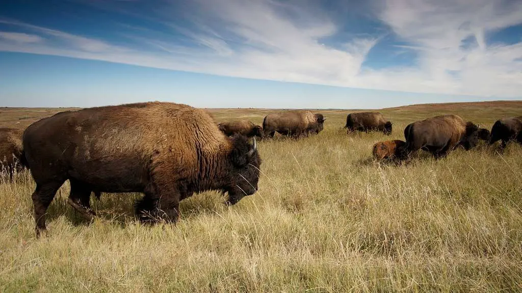 Elkhorn Ranch – Medora, ND – Teddy Roosevelt