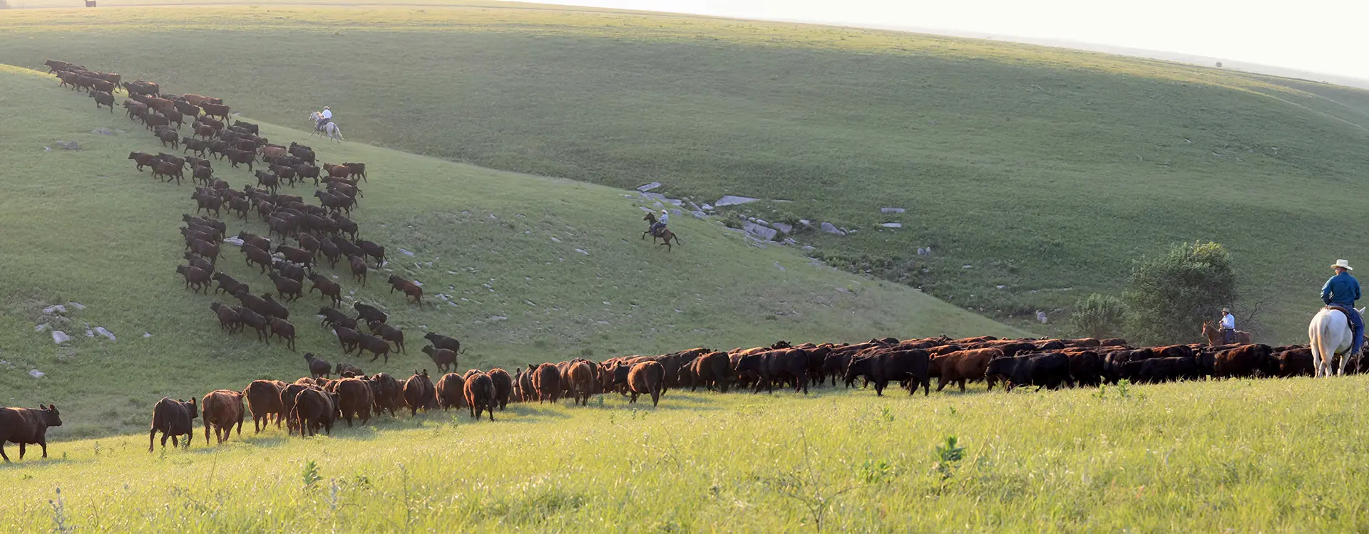 Cattle Drive