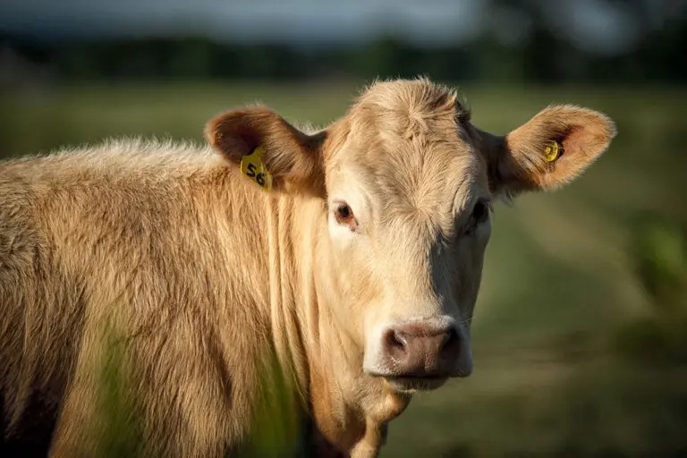 Electronic Cattle Tag