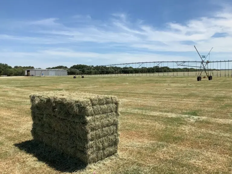 ranch in devine