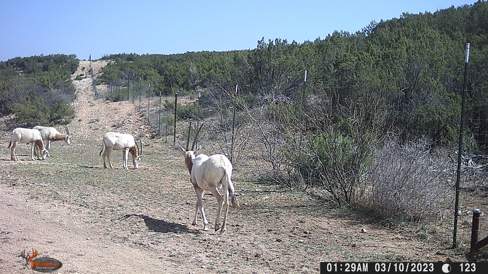 HighFenced Hunting Ranch in Robert Lee, TX for Sale Incredible 716