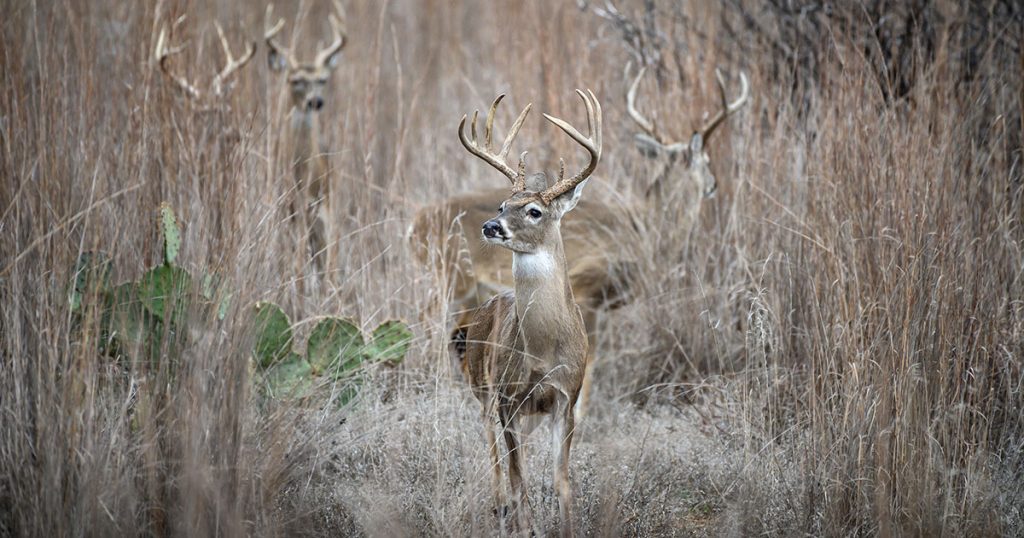 Best Places to Hunt Whitetail Deer in Texas UC Ranch Properties