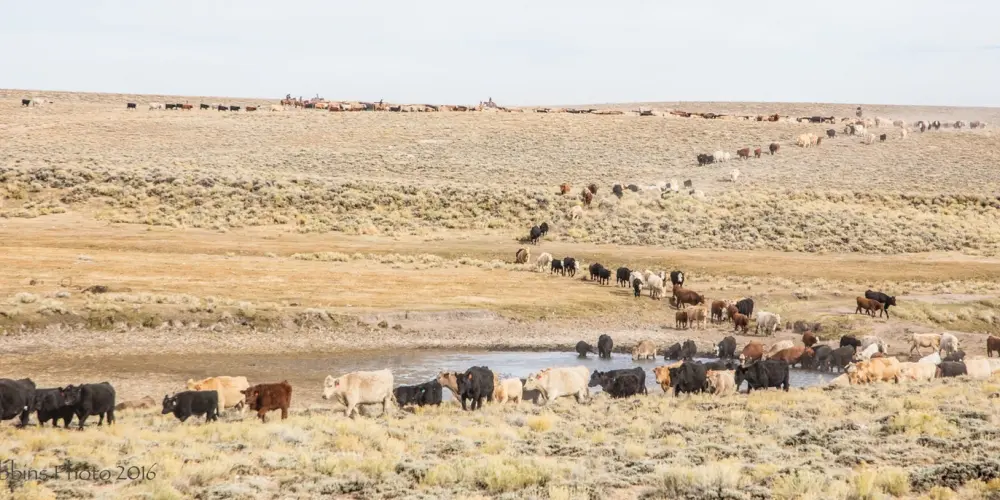 Silver Spur Ranch