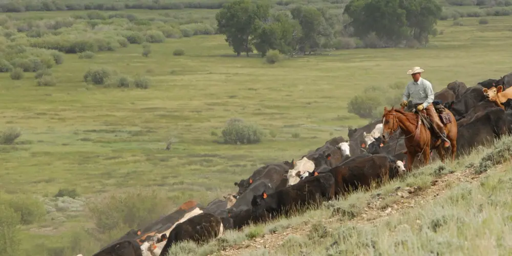 Silver Spur Ranch