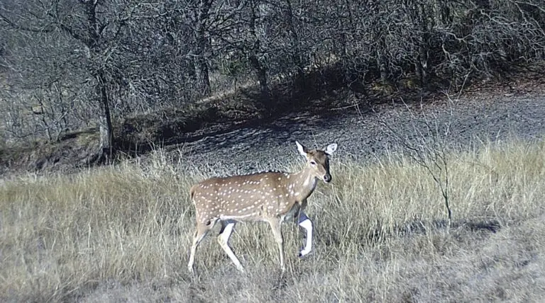 Digital Camera