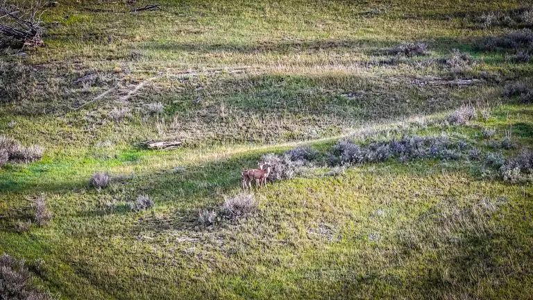 DJI_20240522071850_0077_D