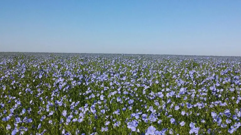 ranch in larslan