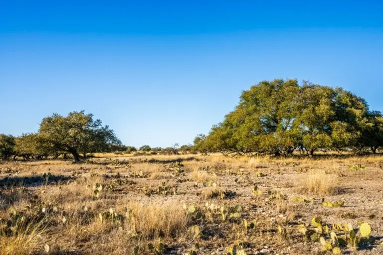 schoolhouse ranch