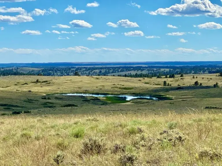 ranchland in harlem
