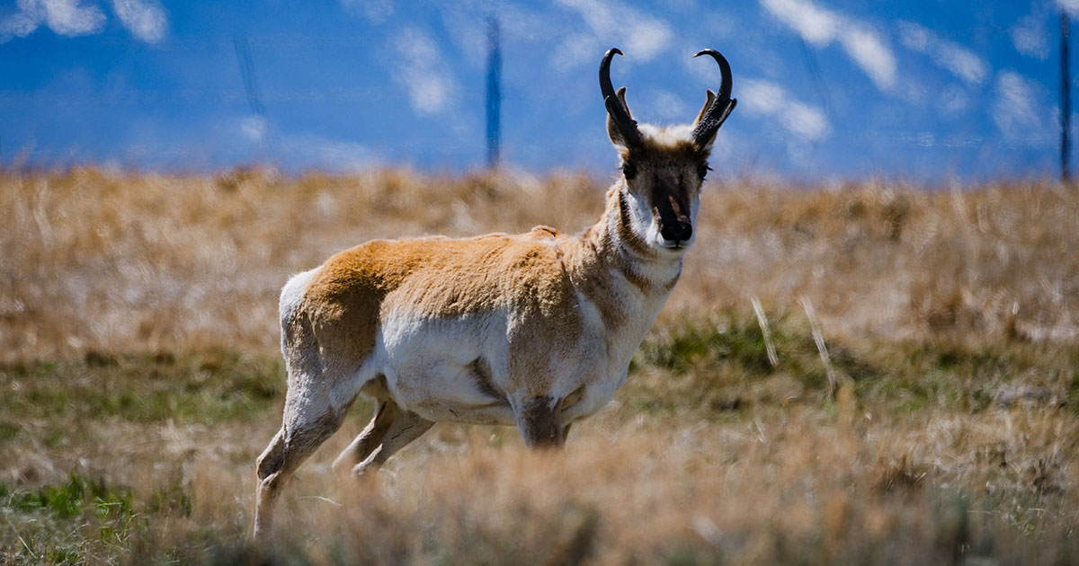 Ranching For Wildlife Colorado