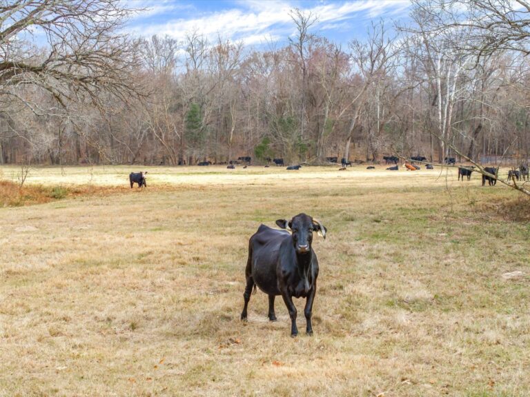 50_64e0ab4d-8bbc-481c-918d-3335c8917a1c