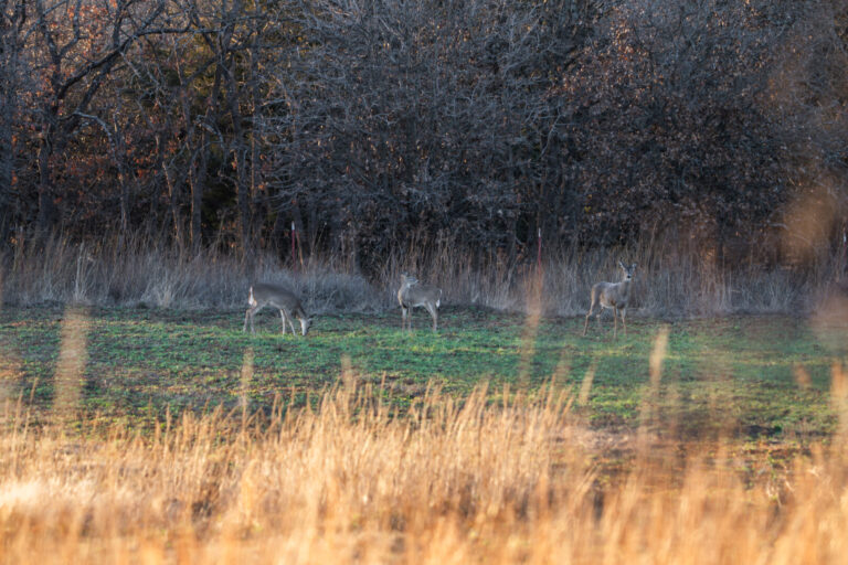 44_921028b5-2c40-4282-bee1-859592d809df