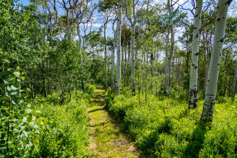 41_61615675-9f23-4609-a67b-f022ad3033cc