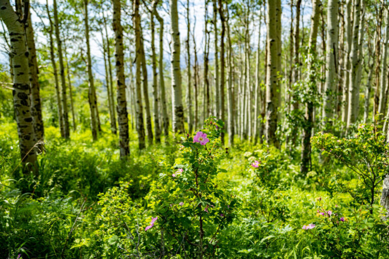 42_92e97707-b682-4bc6-89bd-335896d6f54e