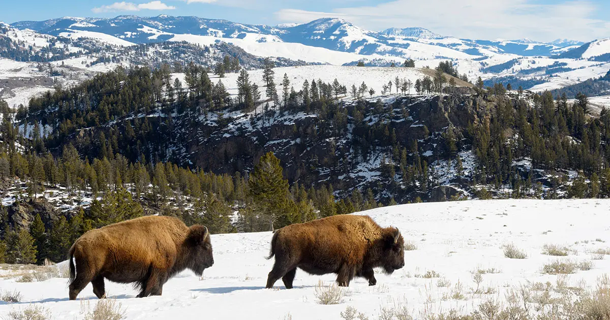Ted Turner - Montana Ranch Legacy
