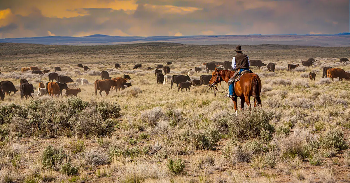 Cattle in the West