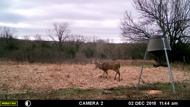 MOULTRIE DIGITAL GAME CAMERA