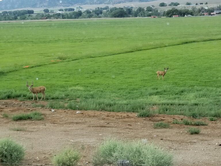 Timber Creek Ranch Salida Colorado